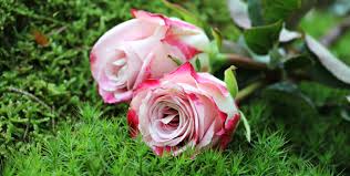 close up of pink rose flower