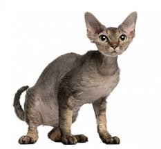 Kittens available in january 2021. 30 Most Awesome Cornish Rex Cat Pictures And Images