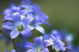 Maybe you would like to learn more about one of these? 20 Blue Flowers For Gardens Perennials Annuals With Blue Blossoms