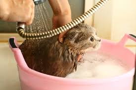 Image result for cat being shampooed