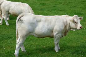 15 Things You Should Know About Charolais Cattle