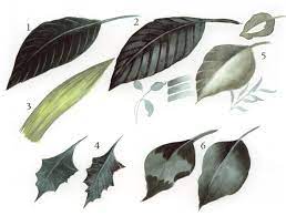 How To Paint Leaves Using Watercolors