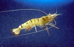 What is special about tiger prawns?