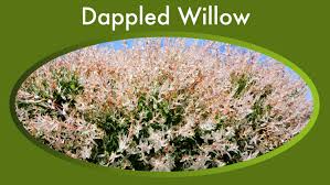 dappled willow tree guide tri colored