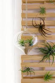 More Air Plants A Giveaway At Home