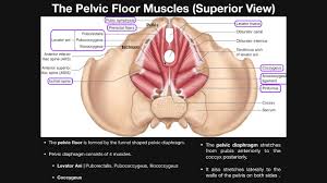 the pelvic floor muscles part 1