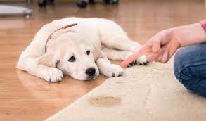Dog Urine Smell Out Of Carpet