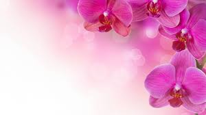 purple orchid flower wallpaper hd