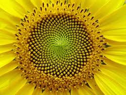 Blog TECNOS: Sucesión de Fibonacci en la naturaleza