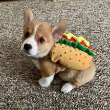 284 free images of corgi. Puppies Now Available The Official Site Of Rocky Mountain Corgis