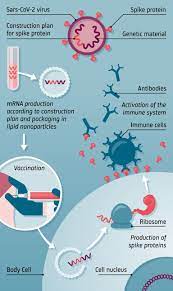How do mRNA vaccines work? | Covid-19 vaccination explained