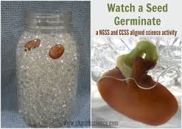 diy seed germination jar