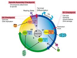 regulation of the cell cycle by ncrnas