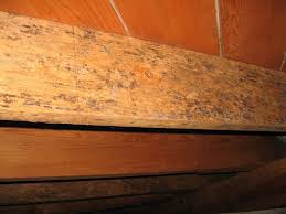 Mold Growth On Joists In Crawlspace