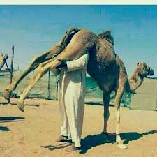 Résultats de recherche d'images pour « camel urin »