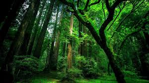 100 beautiful forest wallpapers