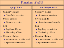 autonomic nervous system howmed