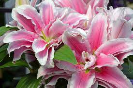 stargazer lily poisoning in dogs