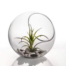 Decorative Glass Terrarium Slant Cut