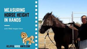 Measuring Horse Height In Hands With Chart Helpful Horse