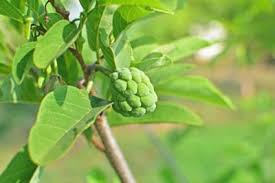 Cherimoya Plant Care Tips For Growing A Custard Apple Tree