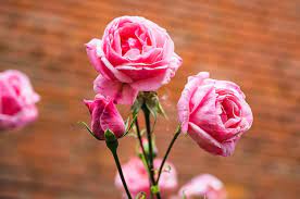 beautiful rose flower images free