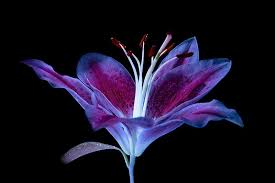 The character also determines whether you need to use blacklight when you wish the paint to be glowing. Fluorescent Flowers Taking Photos Under Uv Light Adaptalux Com