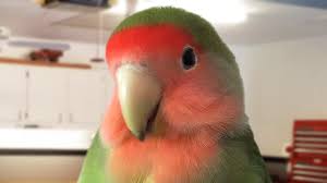 funny and cute parrot birds compilation