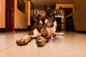 12 reasons why dogs lick their paws