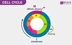 cell cycle definition and phases of