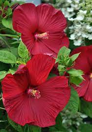 Get free perennial flower now and use perennial flower immediately to get % off or $ off or free shipping. Oh Canada Red White Plants For The Canadian Garden Canadale Garden Centre St Thomas Nursery London