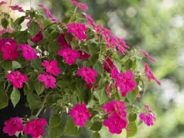 These plants put all their energy into producing flowers and oversized annual flowers cover a large amount of area with fast growing stems. The Easiest Annuals To Plant For Color All Summer Long Diy