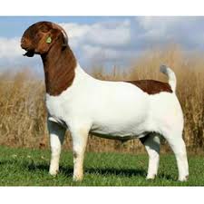 Boer Goat Wholesale Price Mandi Rate For African Boeras