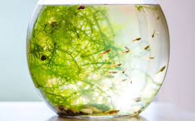 Best Fish for 1 Gallon Tank or Fishbowl - AquariumNexus gambar png