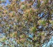 Common signs of dying evergreen shrubs. My Evergreen Tree Is All Brown What To Do When Your Trees Turn Brown