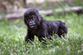Resultado de imagen de os gorilas bebes