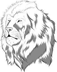 how to draw a realistic lion draw real