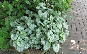 The Most Reliable Perennials For Shade