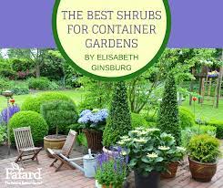The Best Shrubs For Container Gardens