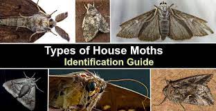Types Of House Moths With Pictures