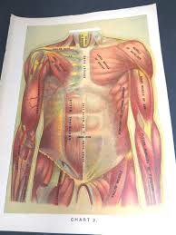 Welcome to innerbody.com, a free educational resource for learning about human anatomy and physiology. Female Human Anatomy Chart Boroyo