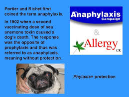 Here you find 43 meanings of the word anaphylaxis. Portier And Richet First Coined The Term Anaphylaxis