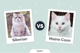 siberian cats vs maine s the