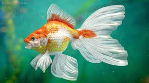 goldfish aquarium fish 3d model 49
