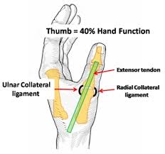 Image result for ligaments, tendons