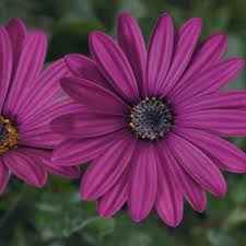Pictures featuring products should be used with care. Tradewinds Deep Purple African Daisy Nana S Bloomers
