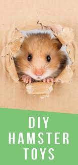 Diy Hamster Toys The Best Creative