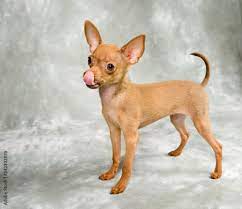 russian toy terrier puppy on grey