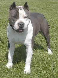 Star pitbull breeders home offers smart, beautiful, intelligent and cheap puppies for sale. American Staffordshire Terrier Pit Bull Dog Breed Information Puppies Pictures