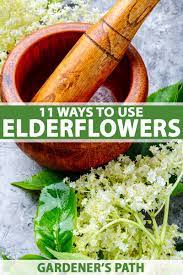 Roses, lilies, orchids, tulips, sunflowers, irises 11 Ways To Use Elderflowers For Food And Medicine Gardener S Path